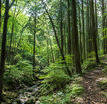山林